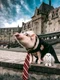 8 the pig 6 jpg jpeg