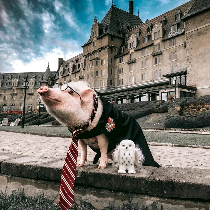 8 the pig 6 jpg jpeg