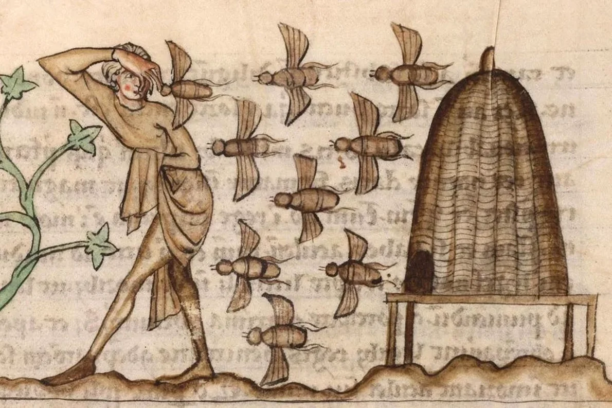 Persoană atacată de albine. Miniatură dintr-un manuscris medieval (© Douai Cuincy Library Network, CC BY-SA)