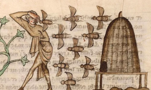 Persoană atacată de albine. Miniatură dintr-un manuscris medieval (© Douai Cuincy Library Network, CC BY-SA)