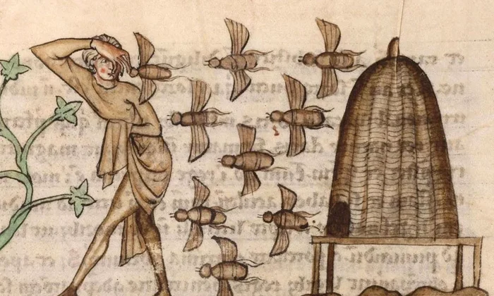 Persoană atacată de albine. Miniatură dintr-un manuscris medieval (© Douai Cuincy Library Network, CC BY-SA)