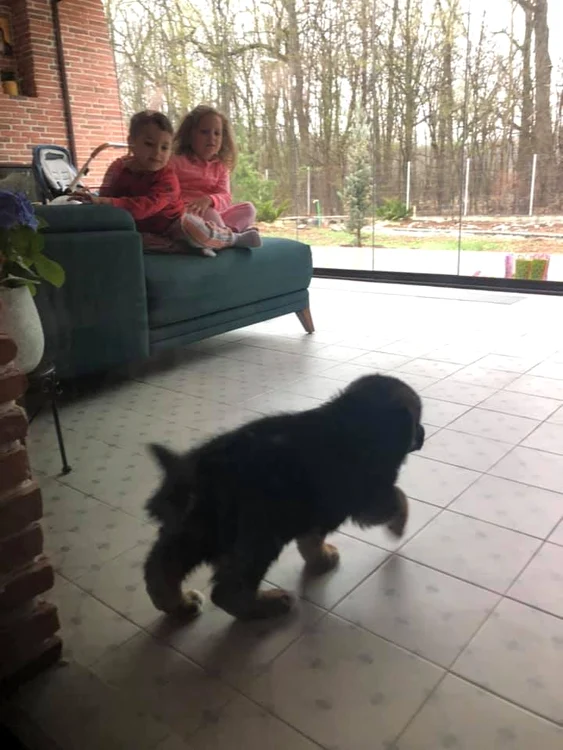 De două luni, familia s-a mărit. În peisaj a apărut cățelul Shelby