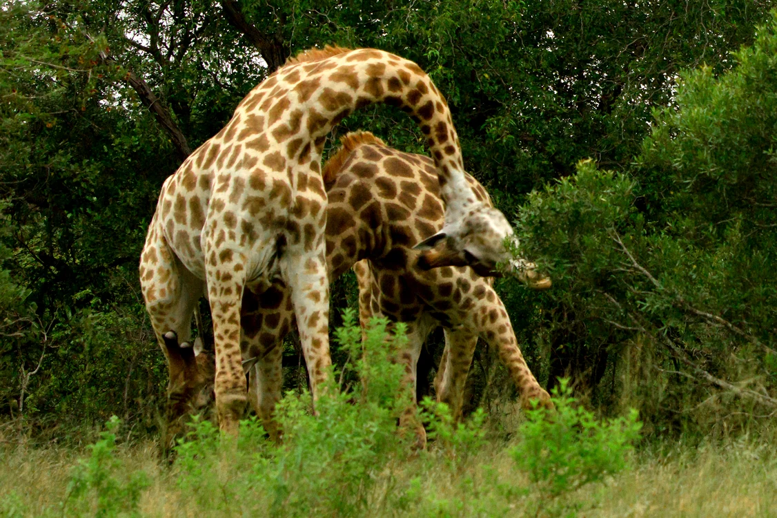 girafa 2