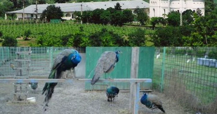 struti la manastirea saon