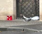 Porumbelul apărut în fața casei lui Silviu Prigoană foto: Click!