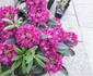 expo-flora slatina