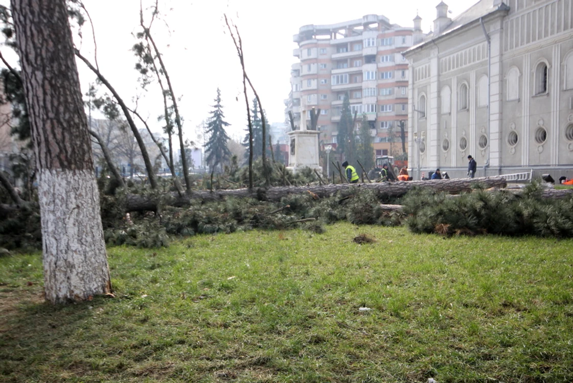 În Deva, pinii nu trăiesc chiar cît le a dat Dumnezeu    jpeg