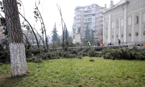 În Deva, pinii nu trăiesc chiar cît le a dat Dumnezeu jpeg