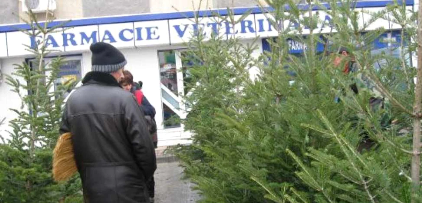 În pieţele din oraş au apărut brazii