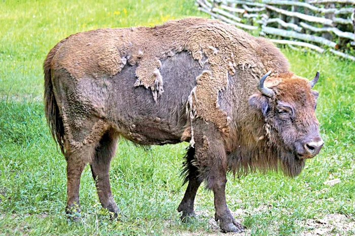 
    Zimbrul este cel mai greu animal european. Are 3 m lungime, 2 m înălțime şi cântăreşte 900 kg  