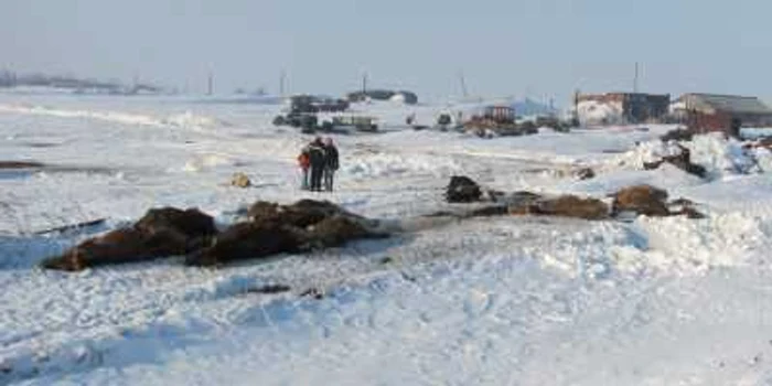 Aproape 20 de vite au murit