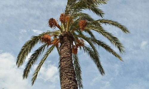 1 72100 original jpg jpeg