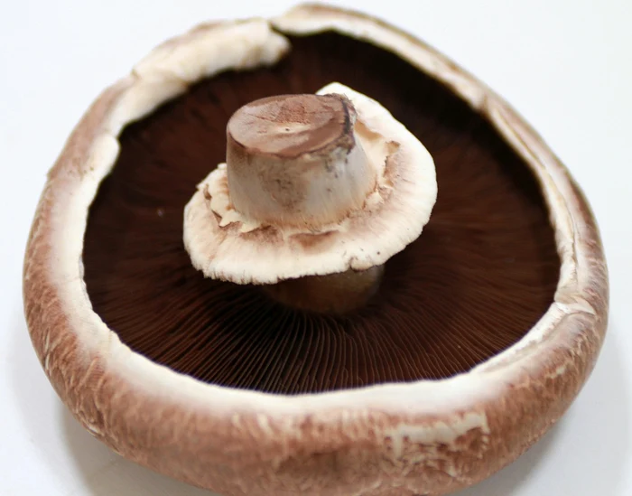 Ciuperci Portobello. Foto: Pixabay