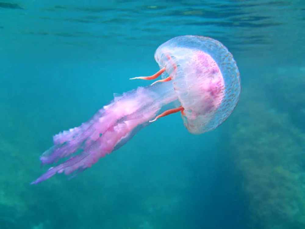 Meduzele devin tot mai comune vara / foto: IStock