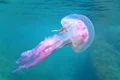 meduza istock jpg
