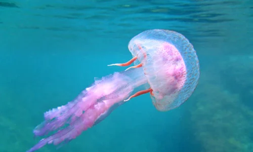 meduza istock jpg