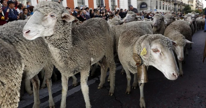 Mii de oi au străbătut centrul Madridului Foto: EPA/EFE