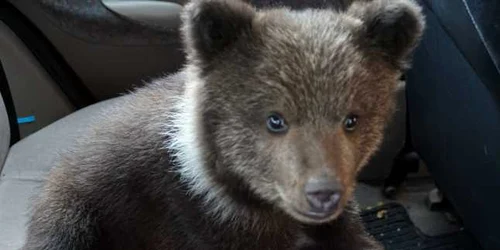 Micuţa Brigitte a ajuns astăzi în rezervaţie