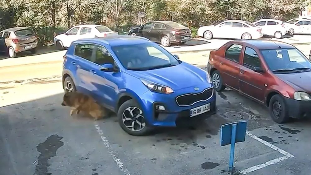 Cruzimea gratuită a unei șoferițe din Iași. A trecut cu mașina peste un câine și a fugit