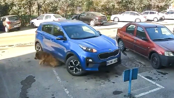 Un câine lovit de o mașină