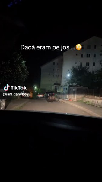Un urs uriaș a fost filmat când se pregătea să atace o mașină, printre blocuri. „Dacă eram pe jos”