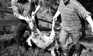 mielul de pasti foto lucian muntean 10 jpg