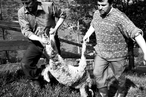 mielul de pasti foto lucian muntean 10 jpg