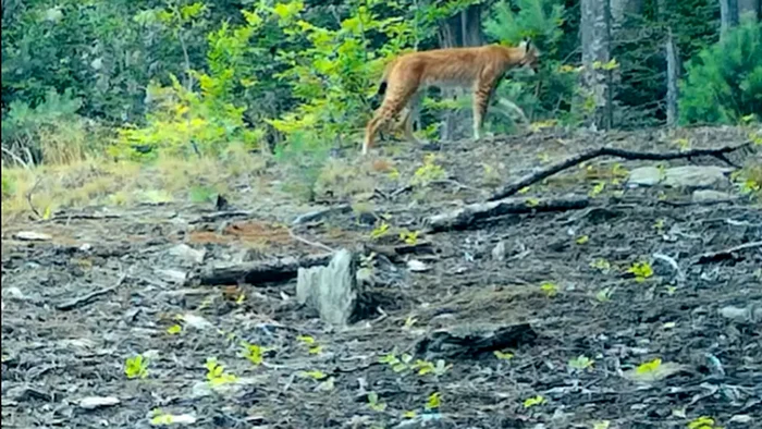 Un râs (Lynx lynx), surprins în habitatul său natural.