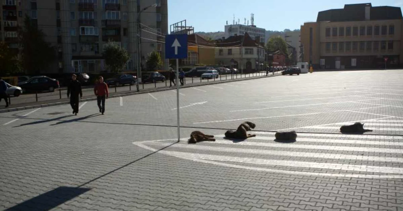 Braşov: Platforma de la Rectorat, „parcare“ pentru câini. Foto: Stelian Grăjdan