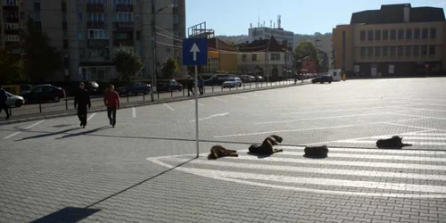 Braşov: Platforma de la Rectorat, „parcare“ pentru câini. Foto: Stelian Grăjdan