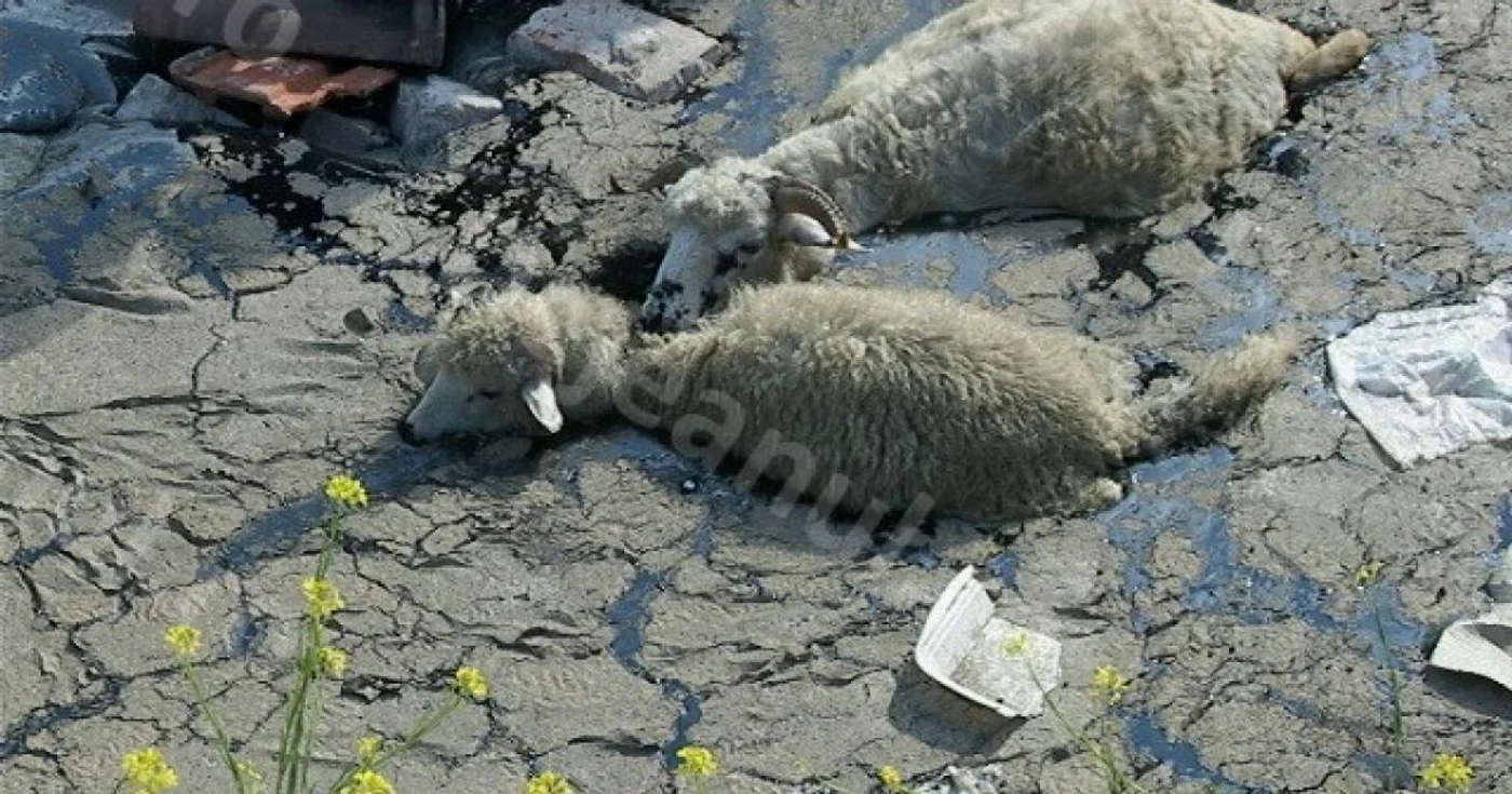 Oi în groapa cu resturi de bitum FOTO: dejeanul.ro