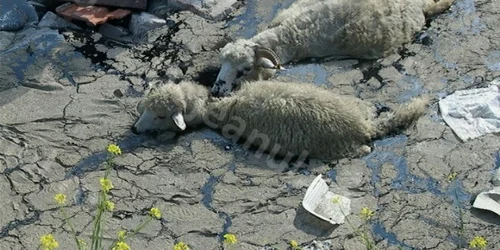 oi in bitum dej foto