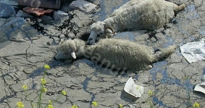 Oi în groapa cu resturi de bitum FOTO: dejeanul.ro