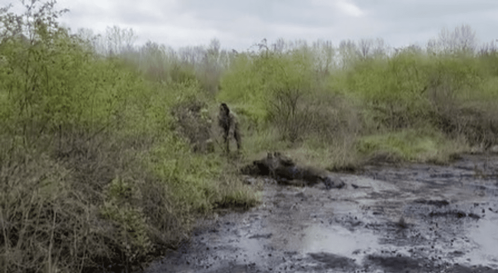 Un taur de 400 de kilograme căzut într-o groapă cu apă şi păcură, în municipiul Giurgiu, salvat de pompieri VIDEO