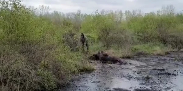 taur salvat giurgiu captura video jpg