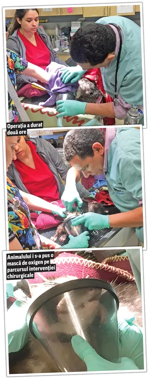 Robin e un oposum de circa un an care a fost găsit recent în agonie de salvatori pe un câmp din CaliforniaFoto: Photoland/ Wenn