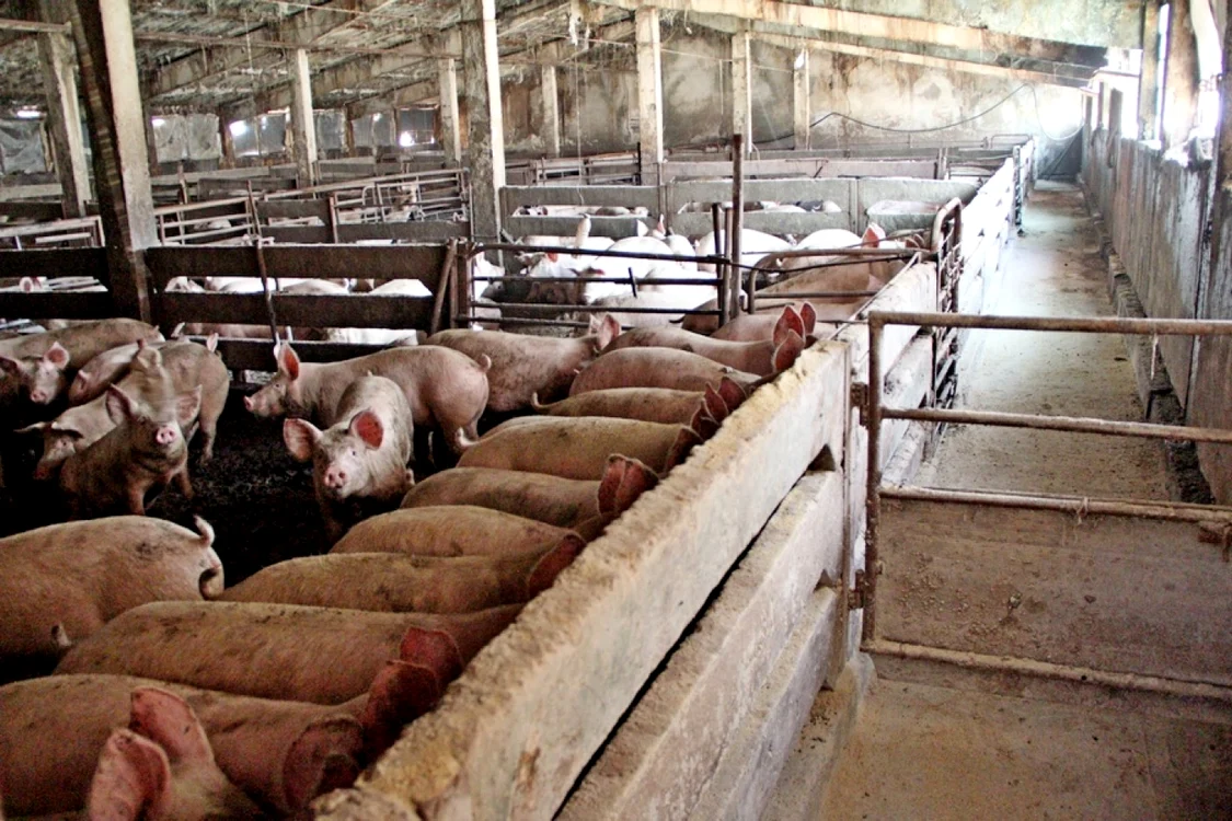 Pesta porcină a reapărut în România FOTO Adevărul