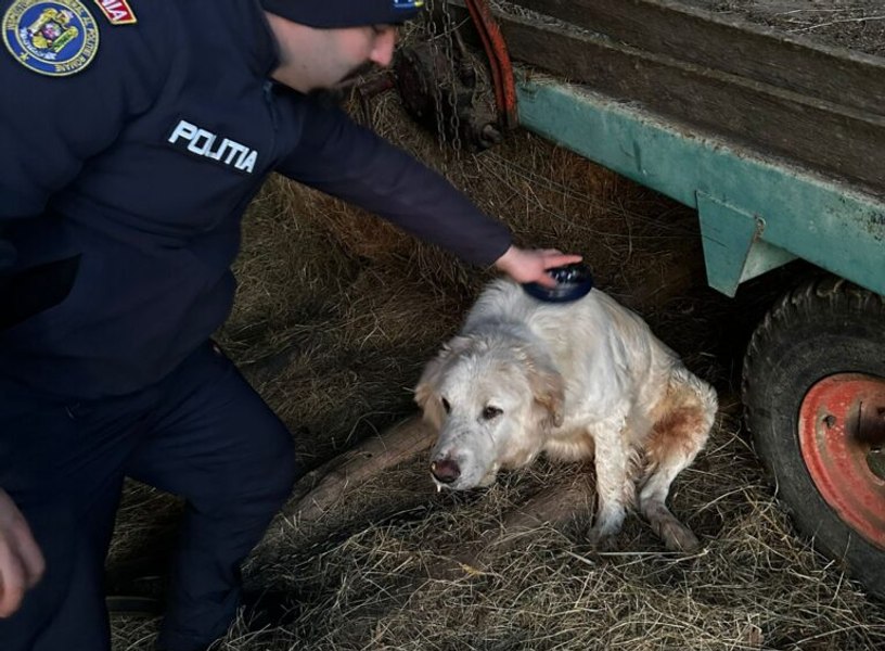 Un bărbat s-a trezit cu poliția acasă după ce și-a abandonat câinele. Cum au ajuns oamenii legii să-i aplice șapte amenzi în valoare totală de 5.000 de euro