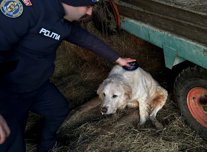 Câinele a fost abandonat pe un câmp. FOTO Știri Mureș