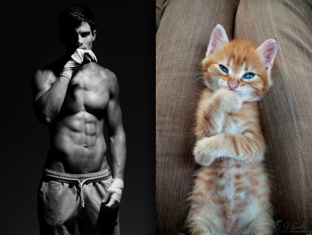 
    Pisicile şi fotomodele nu sunt aşa diferite, nu-i aşa?Foto Distractify  