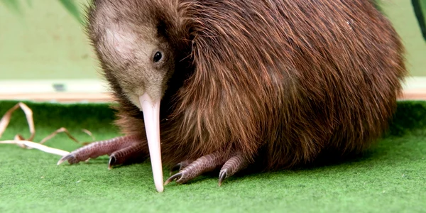 Pasare kiwi FOTO EPA EFE jpg