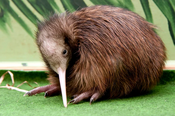 Pasare kiwi