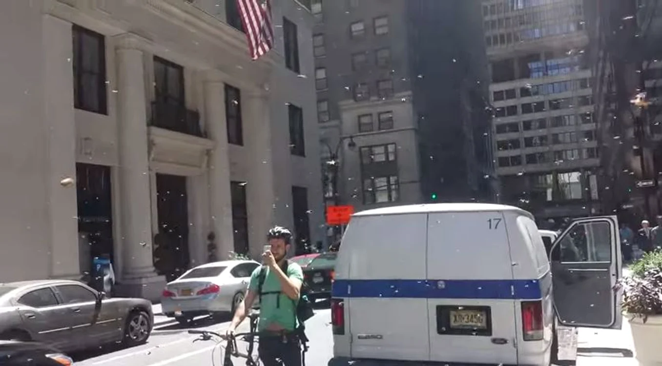 
    New York, invadat de albinefoto: captură video  