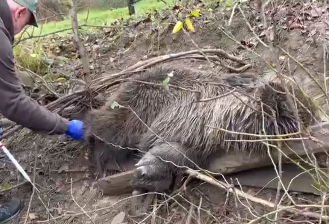 Ursul a fost tranchilizat și urmează să fie eliberat FOTO captură video Jandarmeria Alba
