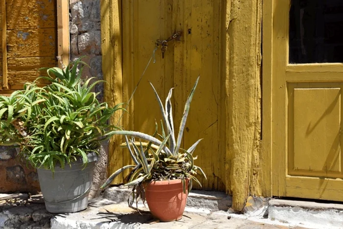 Aloe vera este foarte importantă în Feng Shui / foto: Shutterstock