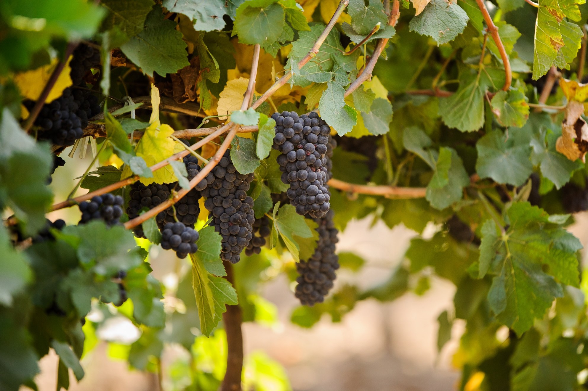Ce-i de făcut pentru a fi mai frumoasă, potrivit podgorenilor dobrogeni Ce-i de făcut pentru a fi mai frumoasă, potrivit podgorenilor dobrogeni