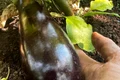 Pătraru cultivă și vinete 
