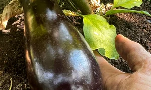 Pătraru cultivă și vinete 