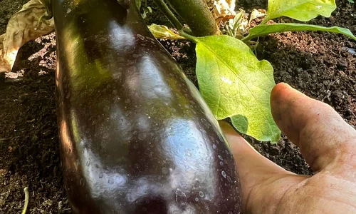 Pătraru cultivă și vinete 