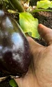 Pătraru cultivă și vinete 